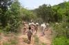 Cambodia cattle with villagers