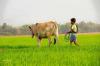 Taking Cow to eat grasses in fields